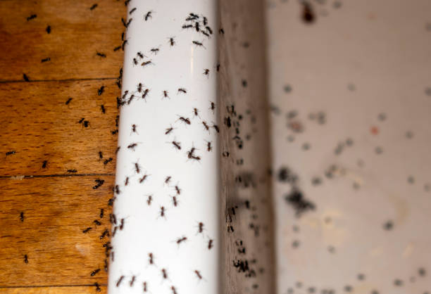 Best Ant Control Services  in Garden View, PA